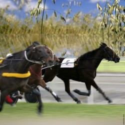 Avoine noire TIMOKO VIBRANCE GOLD