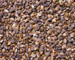 Sainfoin double PERLY en cosse non traité