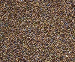 Lotier corniculé SAN GABRIELE non traité