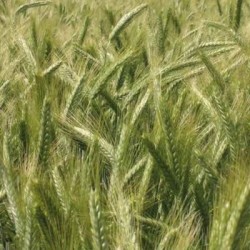 Triticale OXYGEN AB non traité