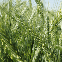 Triticale NOE AB non traité