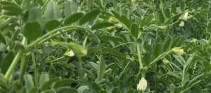 Pois chiche TWIST non traité