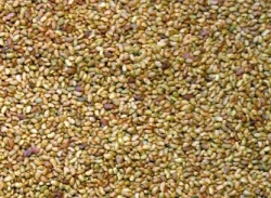 Luzerne LUZELLE non traité