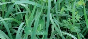 Mélange prairie TRADI'MAX non traité