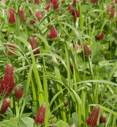 Mélange prairie RG'SPEED non traité