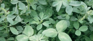 Mélange prairie MIXA'LUZ non traité