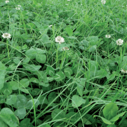 Mélange prairie MULTI' TREFLE non traité