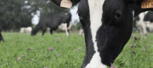 Mélange prairie RG'MAX non traité