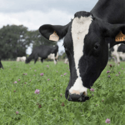 Mélange prairie RG'MAX non traité