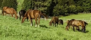 Mélange prairie EQUI'PRE non traité