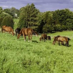 Mélange prairie EQUI'PRE non traité