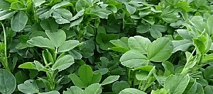 Luzernes DUO MAX SAS Ready