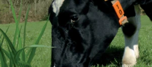 Ray grass Anglais SUCRAL non traité