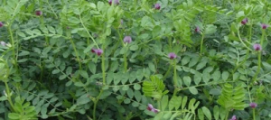 Vesce commune NACRE Printemps non traité