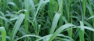 Sorgho fourrager multicoupe HAY-KING non traité