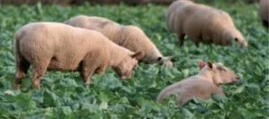 Colza fourrager BONAR non traité