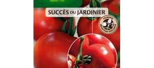 Tomate grappe PÉPITE HF1 - VILMORIN