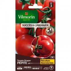 Tomate grappe PÉPITE HF1 - VILMORIN