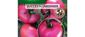 Tomate Ronde HONEY MOON - VILMORIN