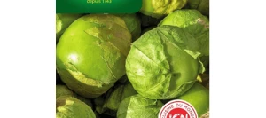 Tomatillo du Mexique - VILMORIN