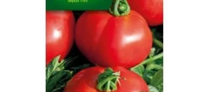 Tomate  FOURNAISE HF1 - VILMORIN