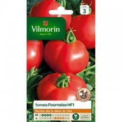 Tomate  FOURNAISE HF1 - VILMORIN