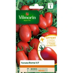 Tomate ROMA V.F - VILMORIN