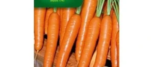 Carotte PRESTO F1 - VILMORIN