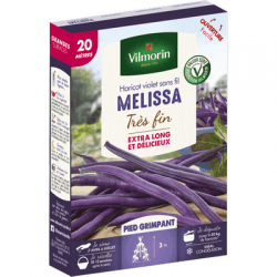 Haricot violet sans fil MELISSA - VILMORIN