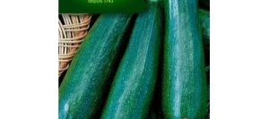 Courgette BÉLOR HF1 - VILMORIN