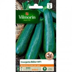 Courgette BÉLOR HF1 - VILMORIN