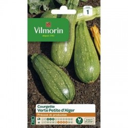 Courgette VERTE PETITE D'ALGER - VILMORIN