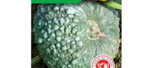 Potiron (courge) MARINA DI CHIOGGIA - VILMORIN