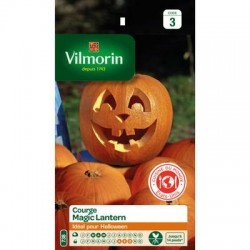 Citrouille (courge) MAGIC LANTERN - VILMORIN