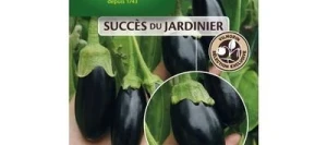 Aubergine PICOLA HF1 - VILMORIN