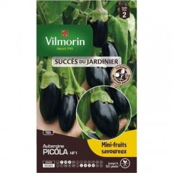 Aubergine PICOLA HF1 - VILMORIN