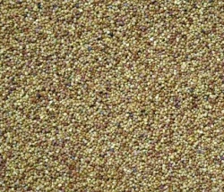 Trèfle blanc HUIA non traité