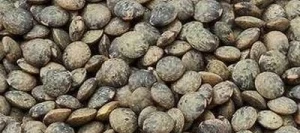 Lentille verte ANICIA - Graines triées