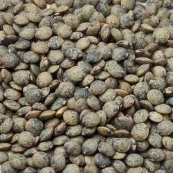 Lentille verte ANICIA - Graines triées