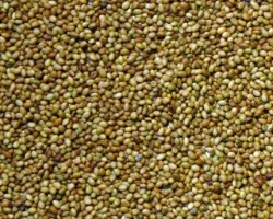 Trèfle incarnat CEGALO non traité