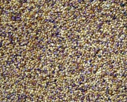 Trèfle violet LESTRIS non traité