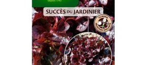 Laitue à couper GRENADINE - VILMORIN