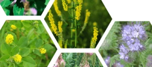 Couverts MELIFLORE® N° 2 non traité