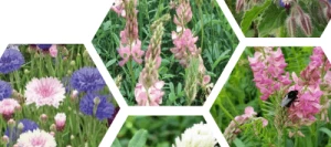 Couverts MELIFLORE® LU HARMONY non traité