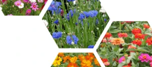 Couverts CHAMPS FLEURIS JEFF® Jachère fleurie non traité