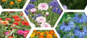 Couverts CHAMPS FLEURIS® Longue floraison non traité