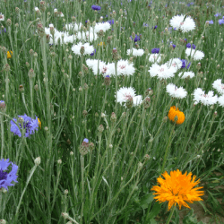 Couverts CHAMPS FLEURIS JEFF® Jachère fleurie non traité