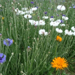 Couverts CHAMPS FLEURIS JEFF® Jachère fleurie non traité