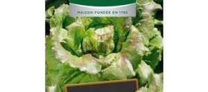 Laitue Batavia ROSSIA - TÉZIER