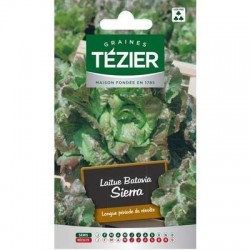 Laitue Batavia SIERRA - TÉZIER